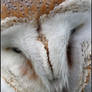 Barn owl Face Close Up