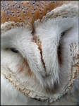 Barn owl Face Close Up by cycoze