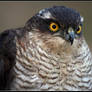 Sparrowhawk 2