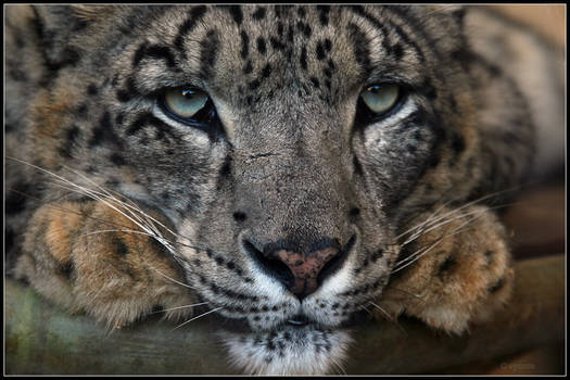 Male Snow Leopard