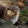 Otter