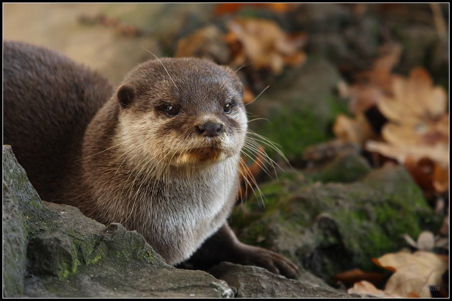 Otter