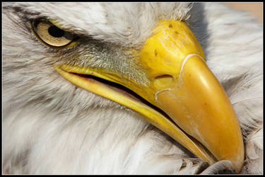 Bald Eagles Face