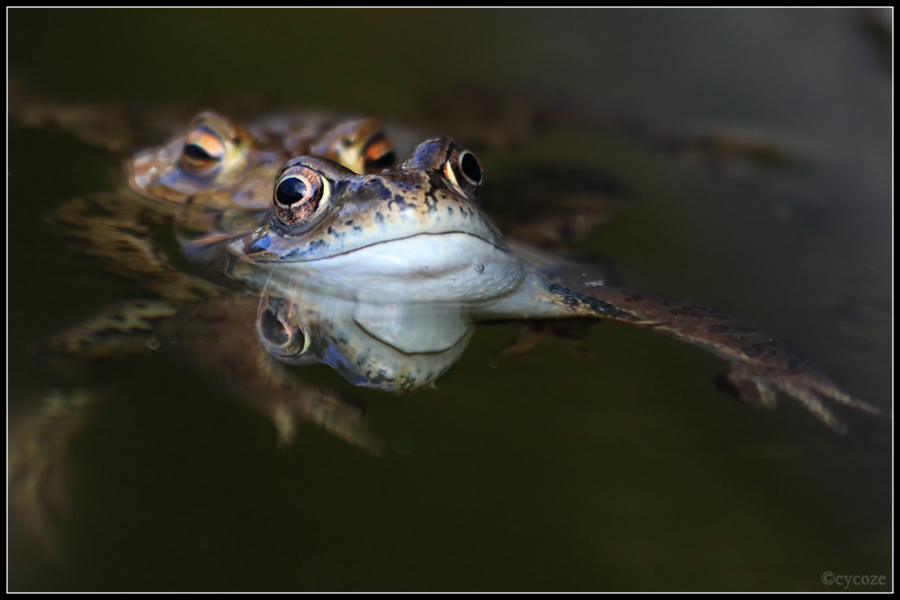 Amphibian Love