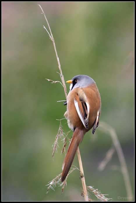 Bearded Reedling