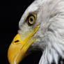 Bald Eagle Face