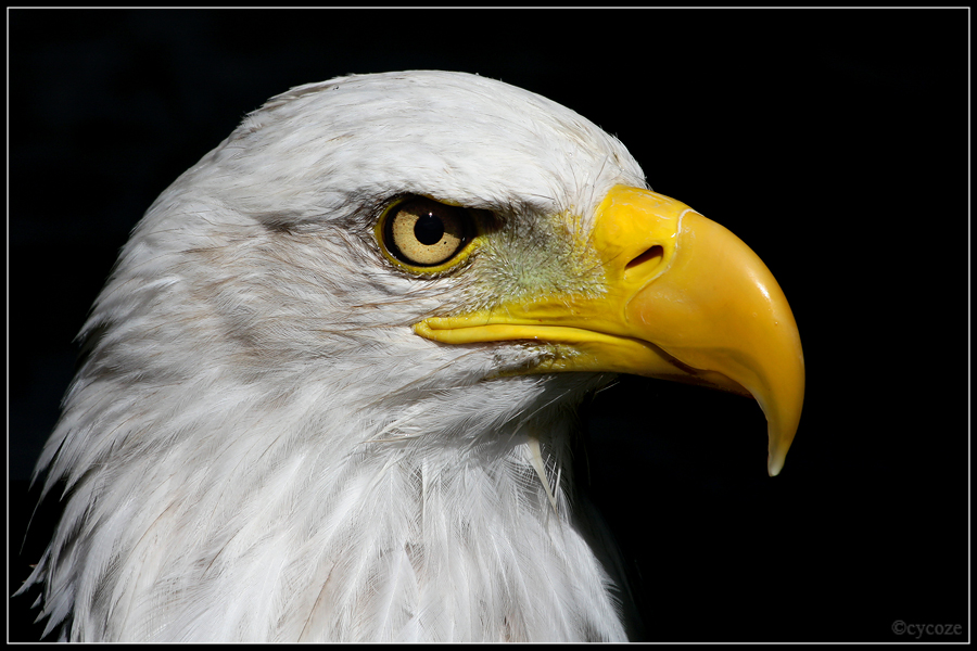 Bald Eagle Face2