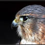 American Kestrel Portrait