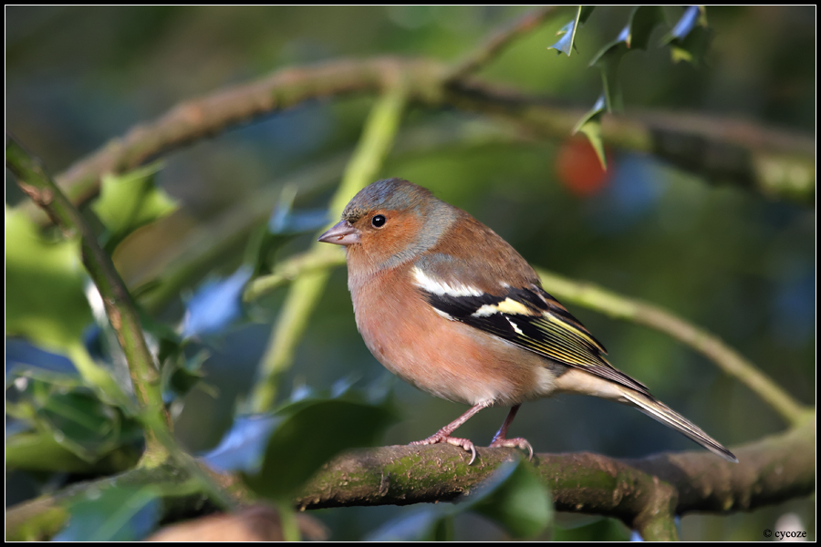 Chaffinch