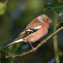 Male Chaffinch