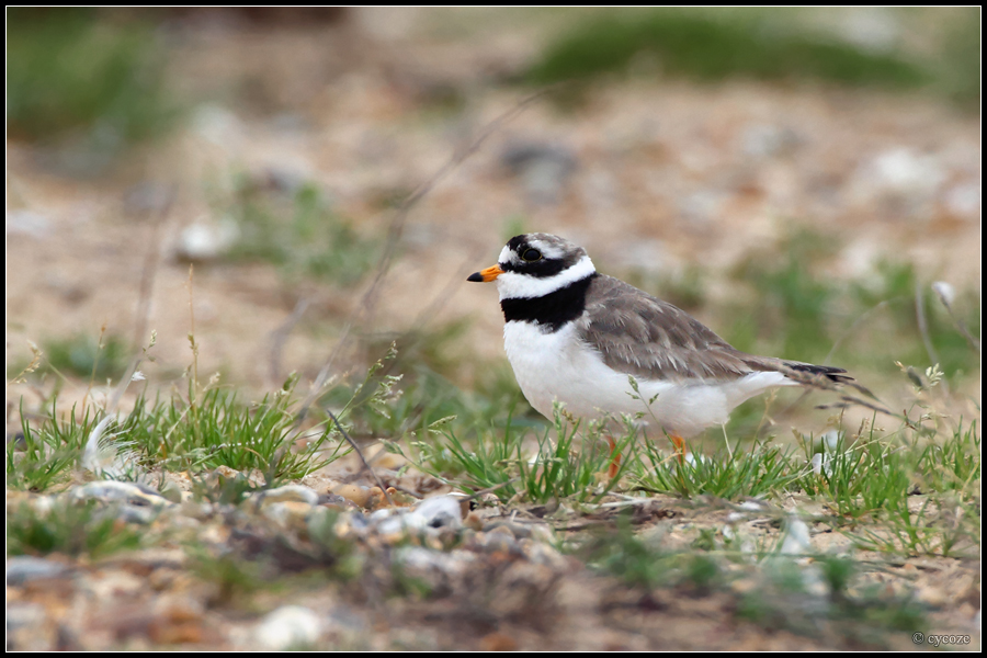 Common Ringed Plover