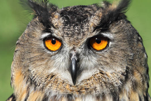 Eurasian Eagle Owl