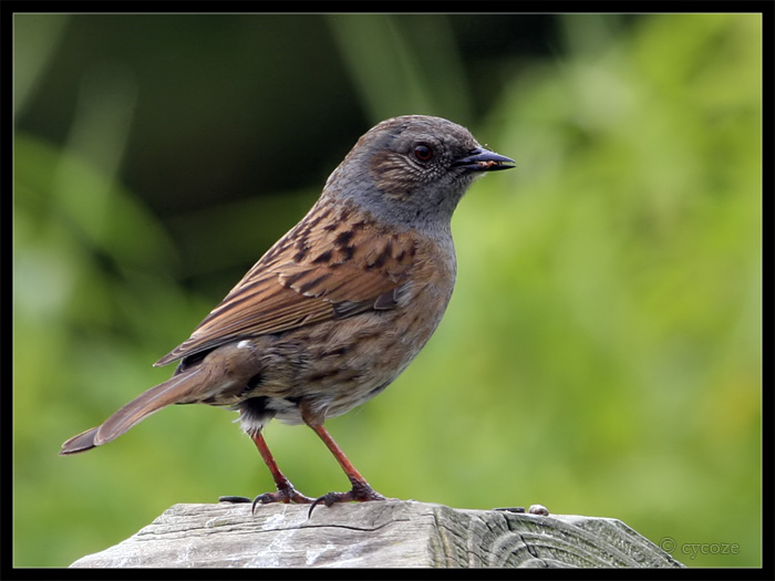 Dunnock