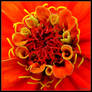 French Marigold