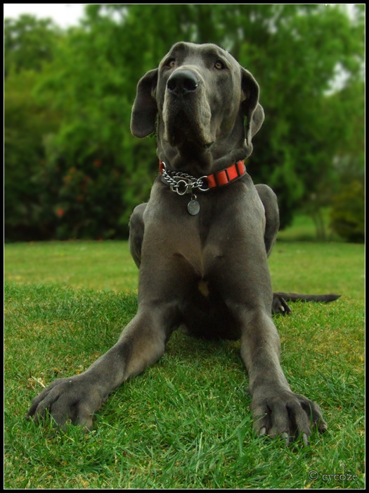 Blue Great Dane