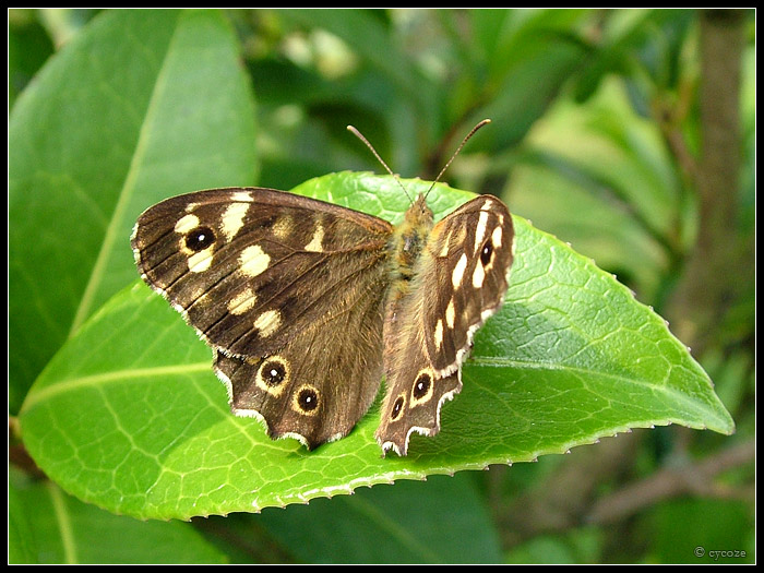 Spotted Wood Butterfly