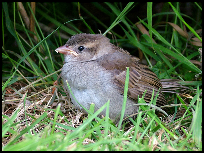 Young Hedge Sparrow