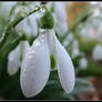 Snowdrop