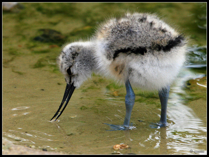 Avocet Chick