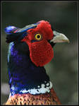 Pheasant Head by cycoze