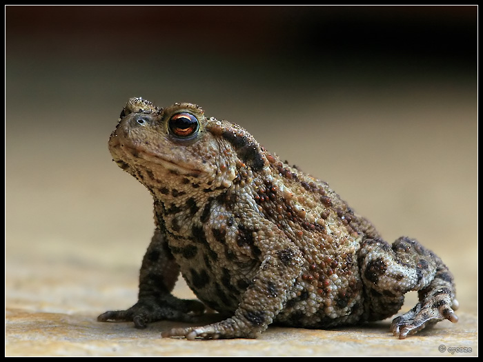 Young Common Toad