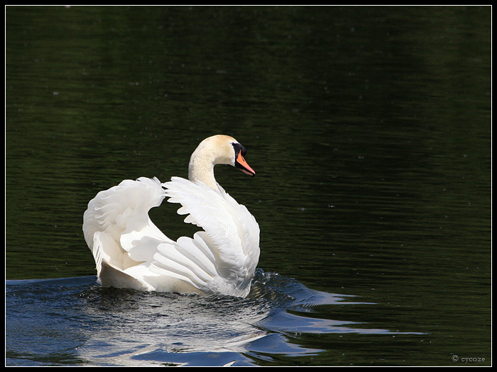 Wild Swan