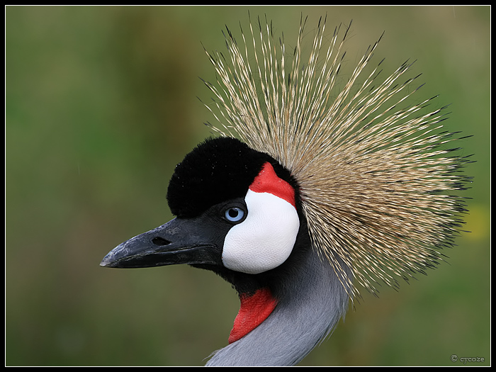 Grey Crowned Crane Portrait