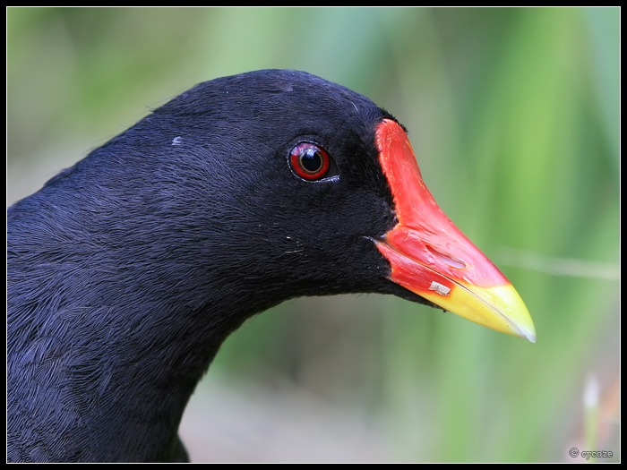 Moorhen Portrait