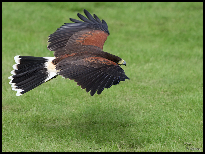 Harris Hawk In Flight