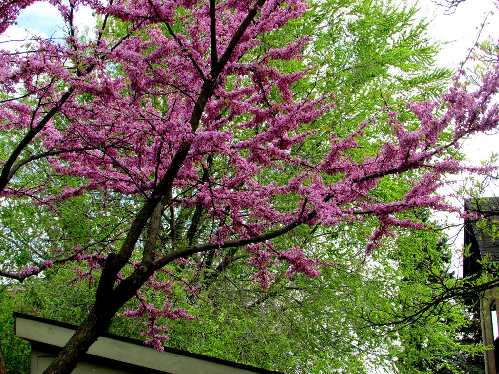 Pink Blossoms_I