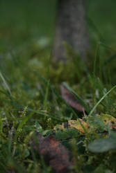 leaves, moss and mushroom