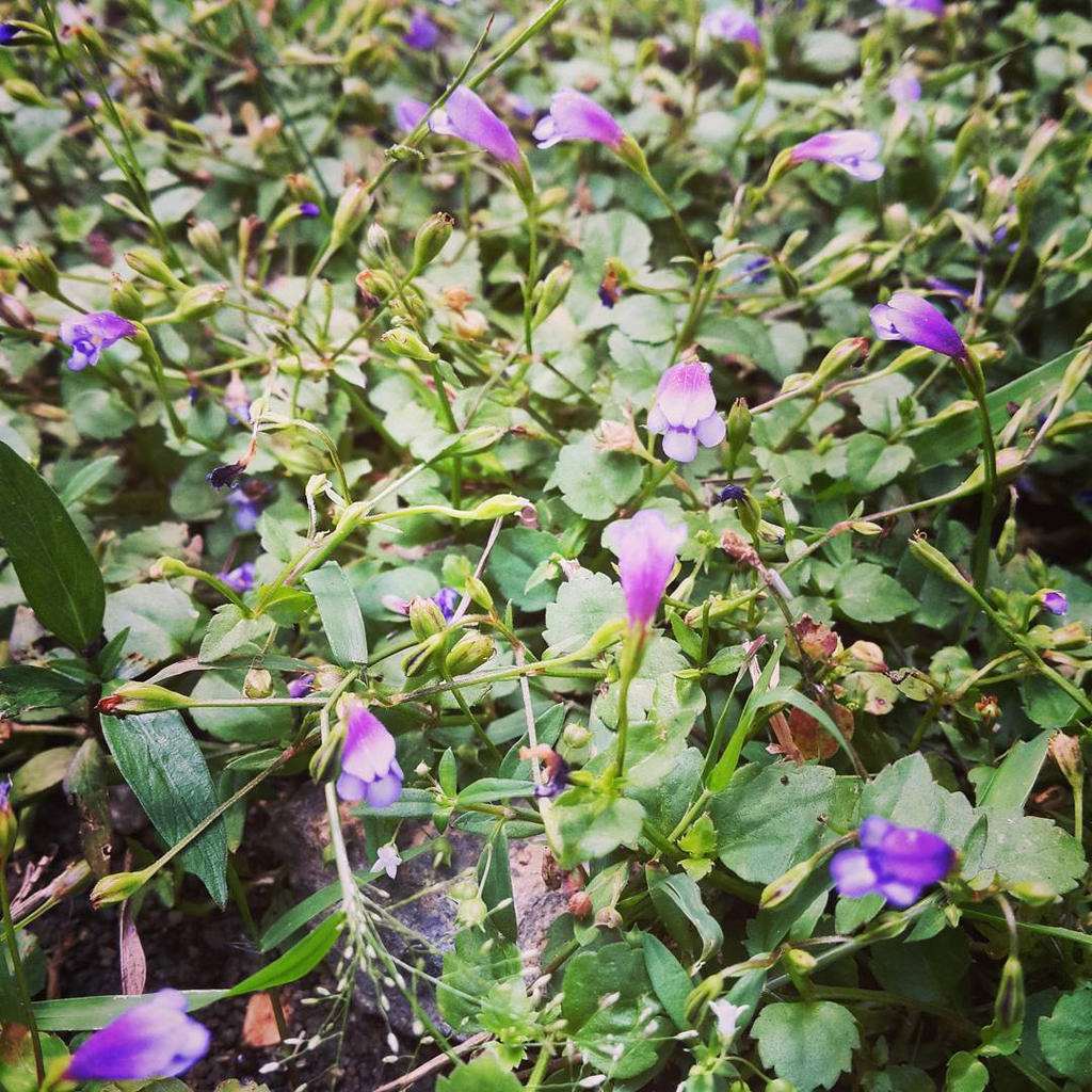 Little Violet Flowers