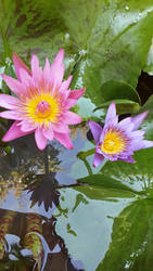 Waterlily2