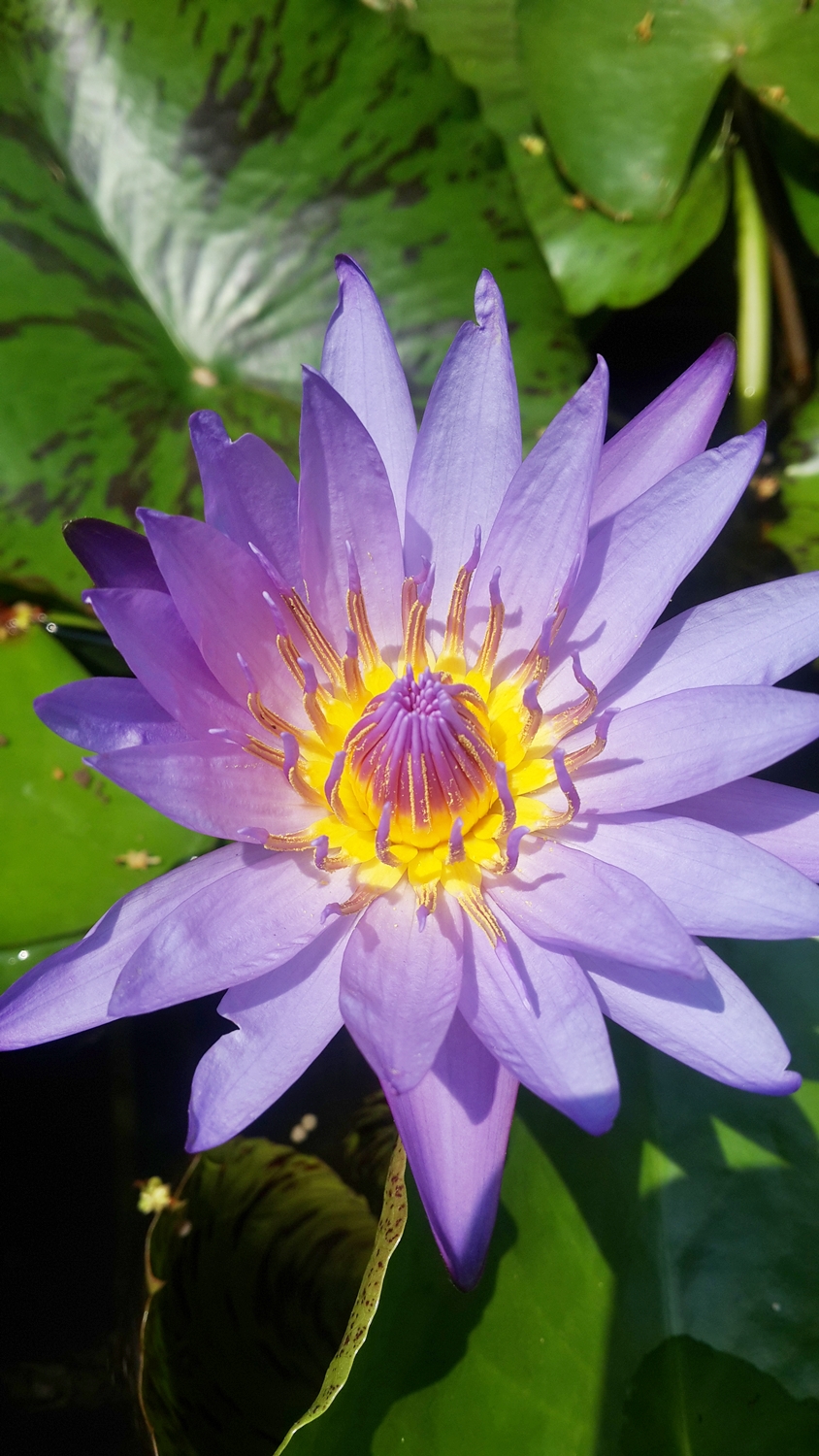 Waterlily3