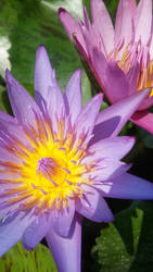 Waterlily4