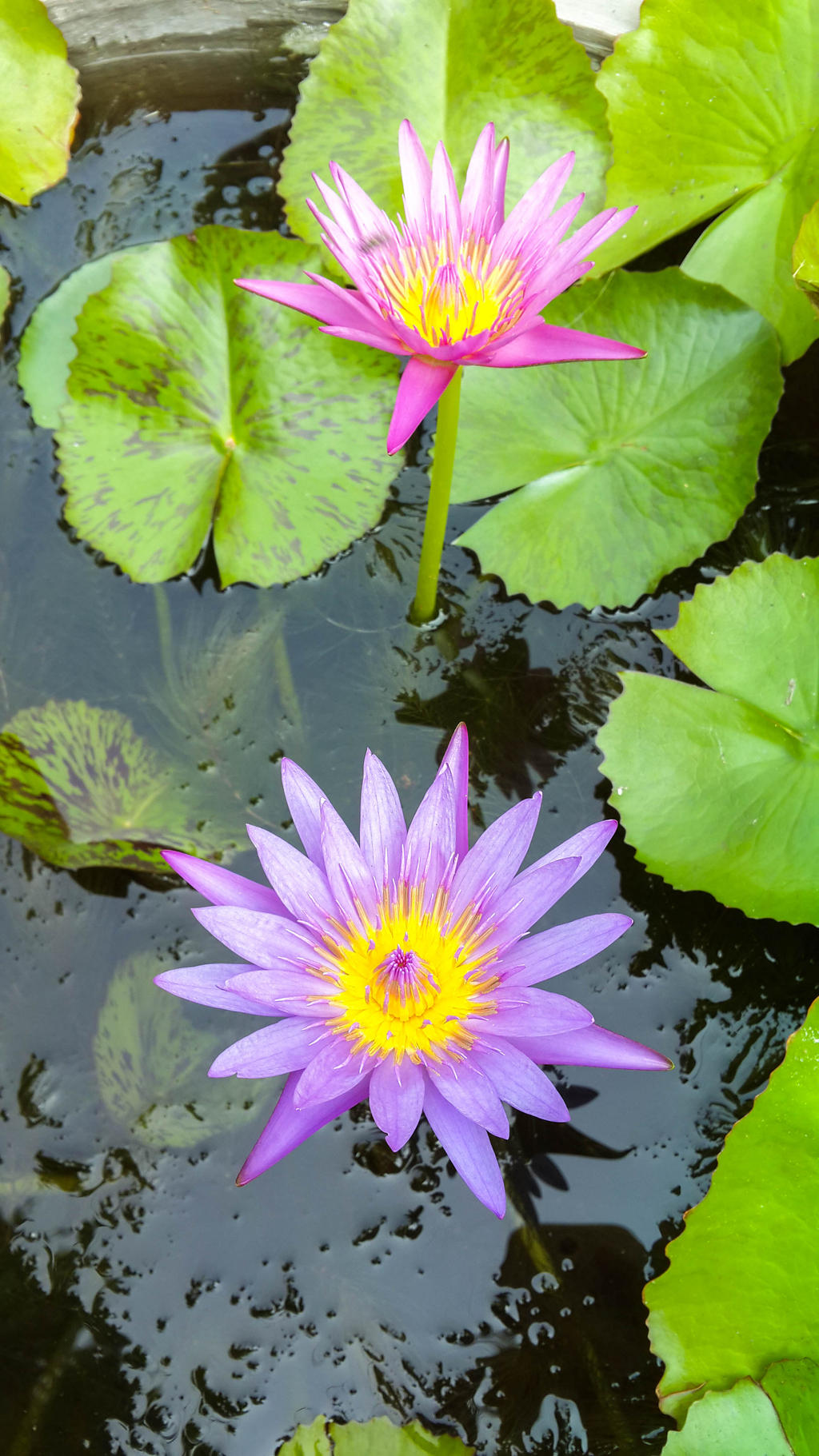 Waterlily5