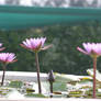 pink water lilies7