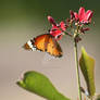 butterfly and flower