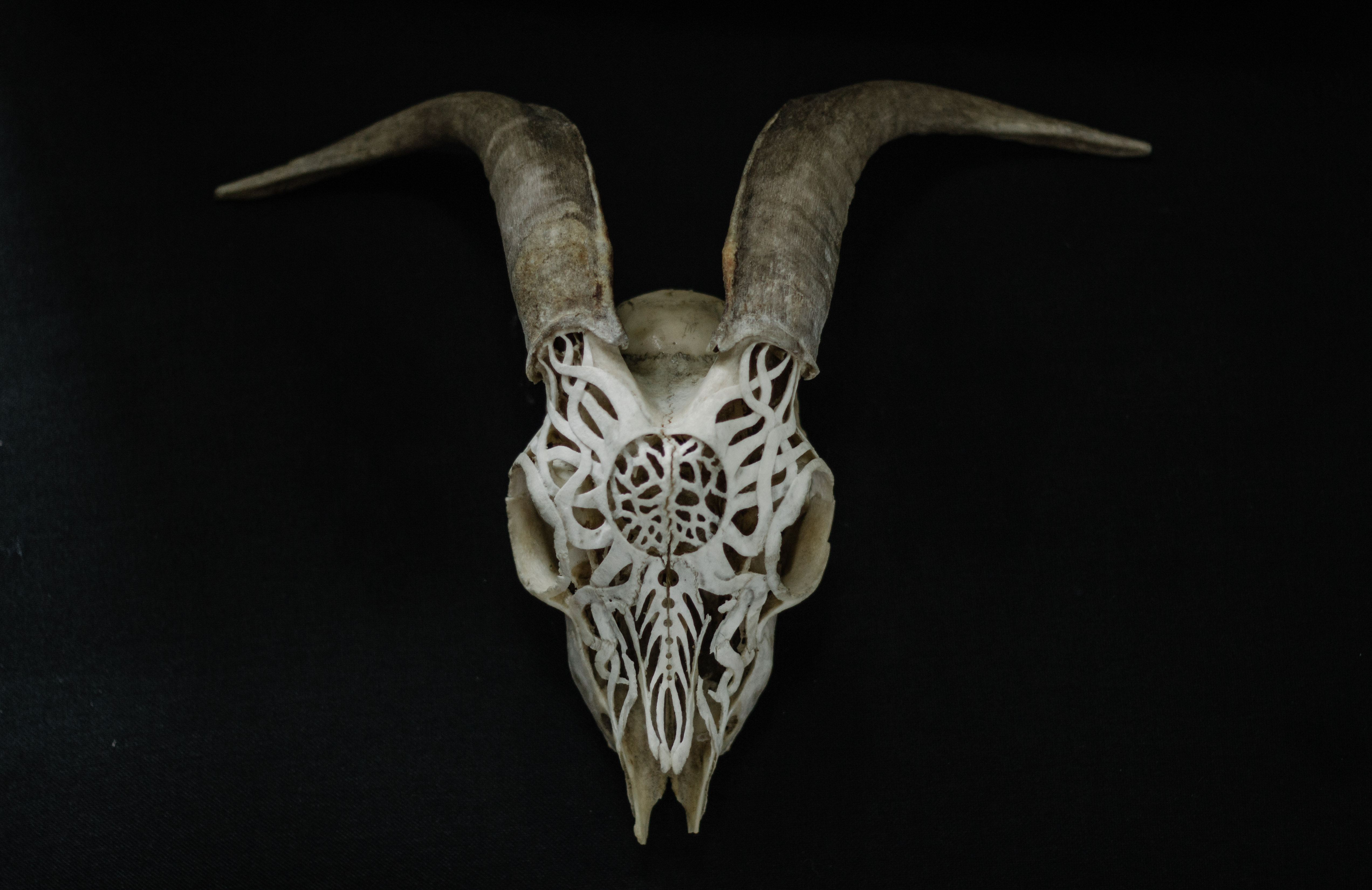 Goat Skull Carving, Raging sun