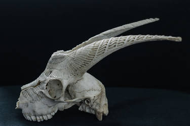 Side view of the goat skull