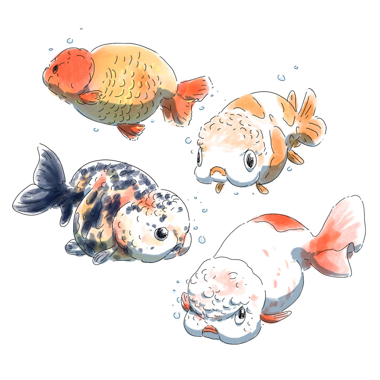 ranchu by julihk on DeviantArt