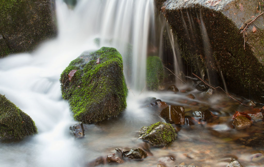 Forest River by ferrohanc