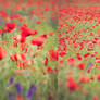 Wild poppies