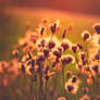 Autumn Touch