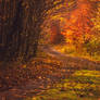 Autumn Road IV