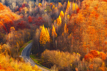 Colorful Road