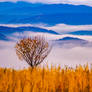 Majesty of Nature