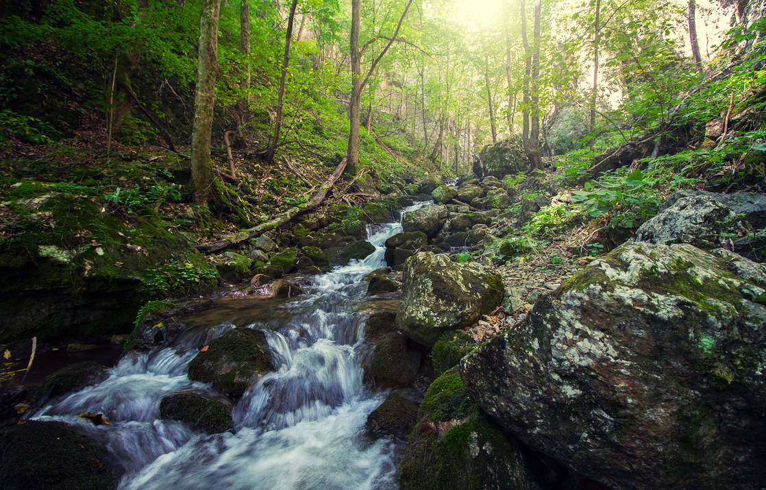 Forest River by ferrohanc on DeviantArt