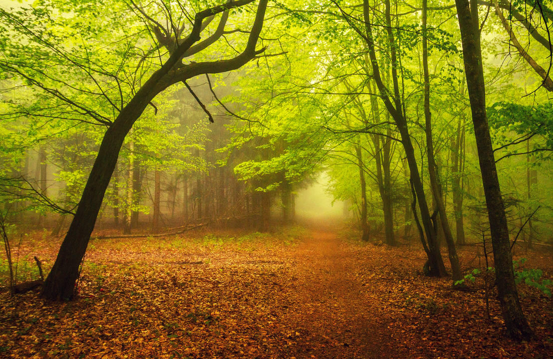 Spring Forest Road II by ferrohanc on DeviantArt