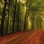 Forest Road...